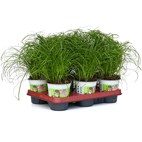 6x Katzengras - Cyperus zumula - Futterpflanze