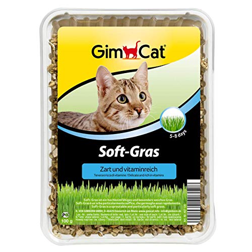 GimCat Soft-Gras - Zartes und vitaminreiches Katzengras mit schneller Aufzucht in nur 5 bis 8 Tagen - 1 Schale (1 x 100 g)