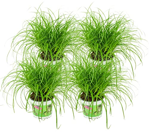 ZynesFlora Echtes Katzengras 4 Stück Cyperus Zumula Zyperngras - Ø 12 cm - Höhe: 25-30 cm - Essbares Pflanze für Katzen